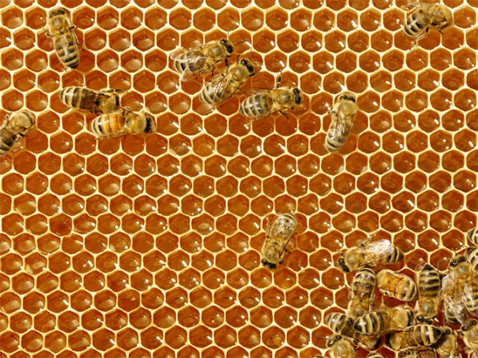 世界上第一个蜜蜂疫苗雲联